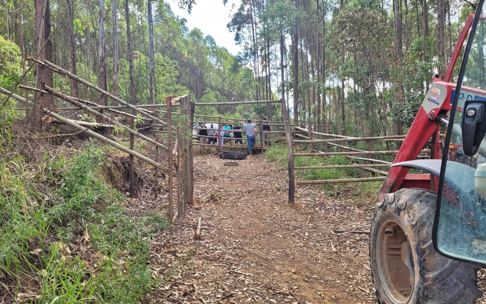 Curral clandestino é encontrado em mata na zona rural de Poços de Caldas, MG