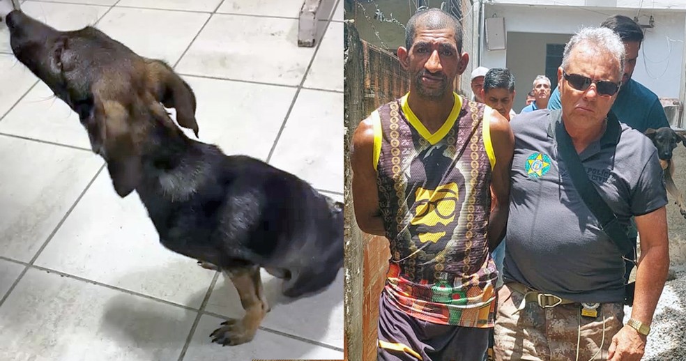 Homem é preso por maus-tratos a animais; filhote ficou paraplégico de tanto apanhar