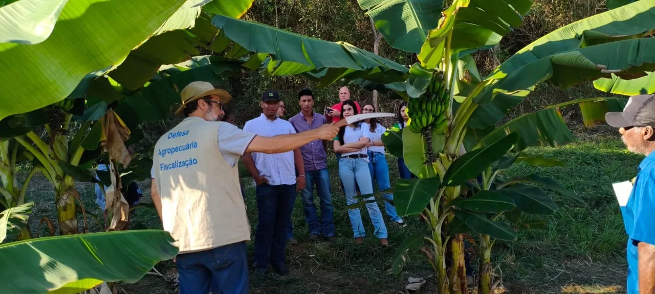 Agricultura em destaque: Dia do Engenheiro Agrônomo ressalta a importância da Defesa Sanitária Vegetal, segundo Secretaria de Estado