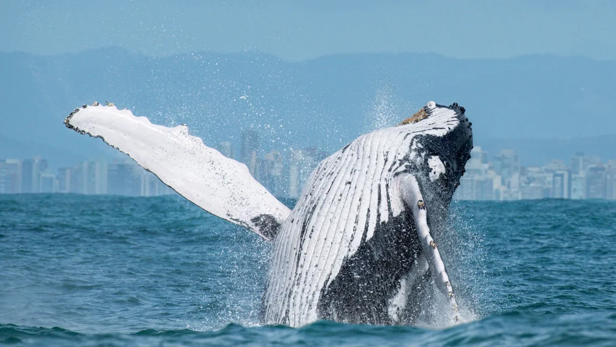 Atração a menos de mil quilômetros de Niterói: um espetáculo de baleias gigantes se revela