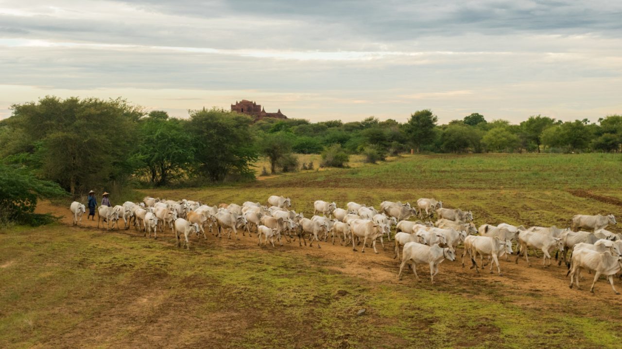 Kelisson Rego da Silva e a importância do bem-estar animal na rotina de manejo