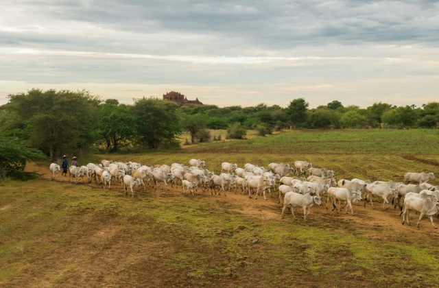 Kelisson Rego da Silva e a importância do bem-estar animal na rotina de manejo
